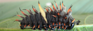 Larvae